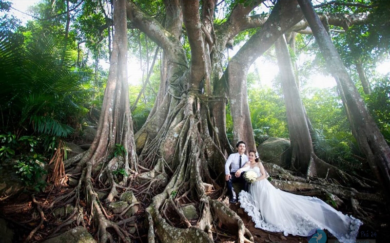 Cây Đa Ngàn Năm - Địa điểm chụp ảnh cưới đẹp ở Đà Nẵng